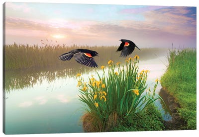 Blackbirds And Irises Canvas Art Print - Laura D Young