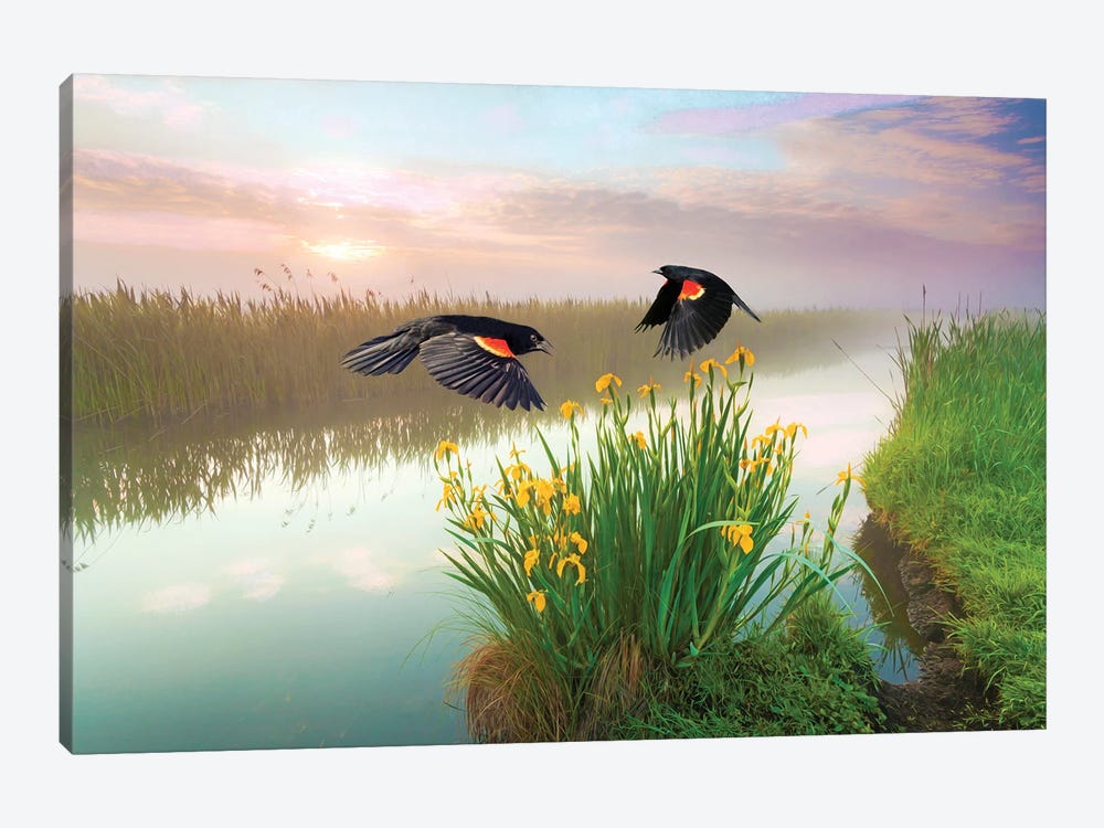 Blackbirds And Irises by Laura D Young 1-piece Canvas Print