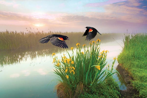 Irises: Blackbirds And Irises by Laura D Young