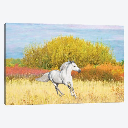 White Horse In An Autumn Field Canvas Print #LDY156} by Laura D Young Canvas Wall Art