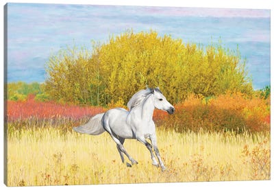 White Horse In An Autumn Field Canvas Art Print - Laura D Young