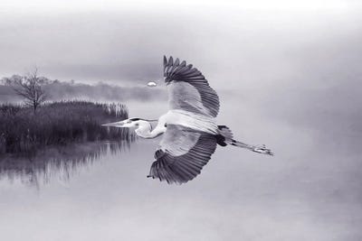 Great Blue Heron In Flight by Laura D Young art print
