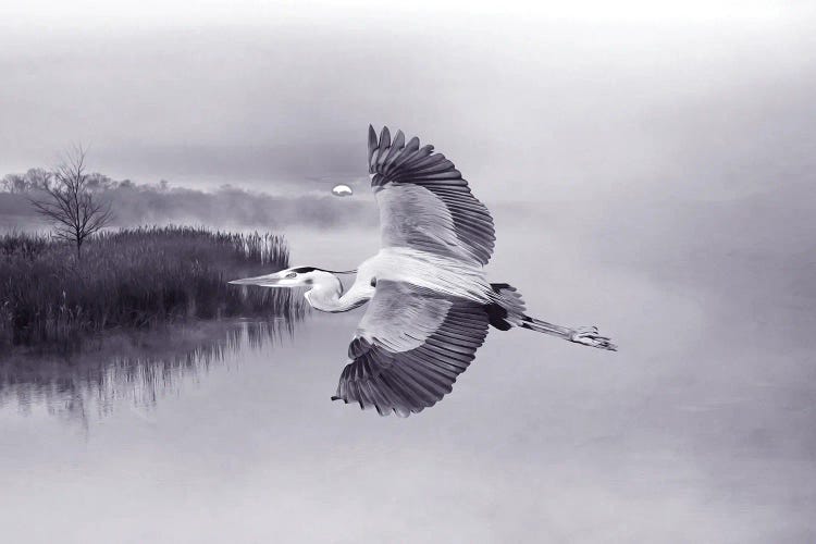 Great Blue Heron In Flight by Laura D Young wall art