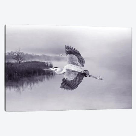 Great Blue Heron In Flight Canvas Print #LDY157} by Laura D Young Canvas Art