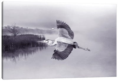 Great Blue Heron In Flight Canvas Art Print - Laura D Young