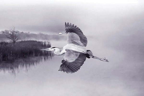 Mesmerizing Digital Artists: Great Blue Heron In Flight by Laura D Young