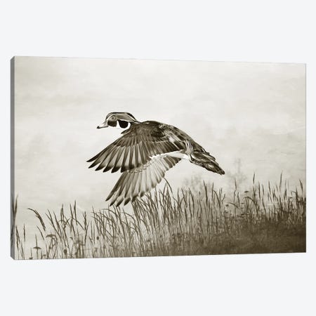 Male Wood Duck In Flight Canvas Print #LDY159} by Laura D Young Art Print