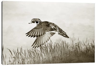 Male Wood Duck In Flight Canvas Art Print - Laura D Young
