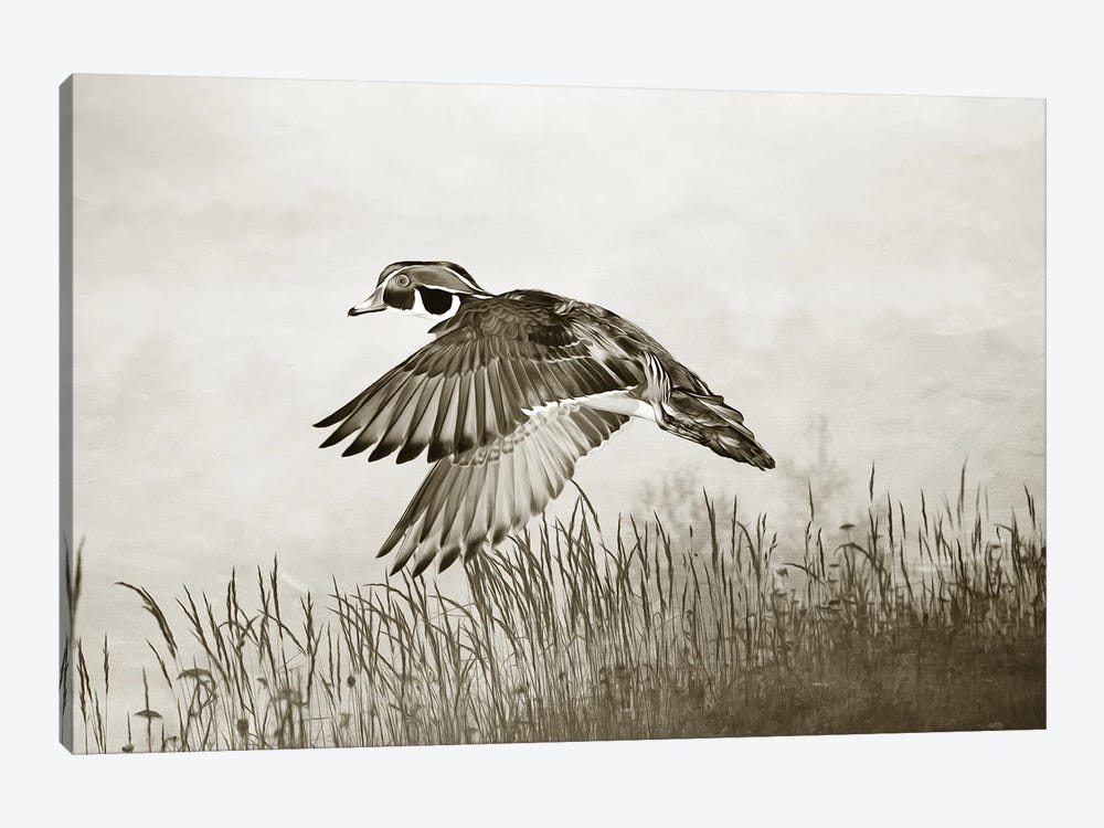 Male Wood Duck In Flight by Laura D Young 1-piece Canvas Print
