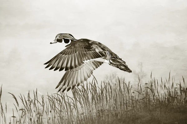 Laura D Young: Male Wood Duck In Flight by Laura D Young
