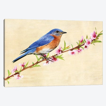 Male Bluebird In Spring Canvas Print #LDY15} by Laura D Young Canvas Wall Art