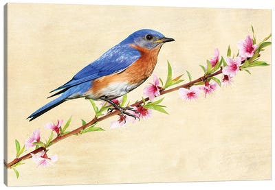Male Bluebird In Spring Canvas Art Print - Laura D Young