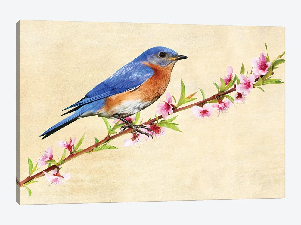 Male Bluebird In Spring by Laura D Young 1-piece Art Print
