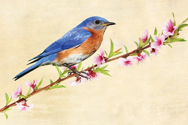 Laura D Young: Male Bluebird In Spring by Laura D Young