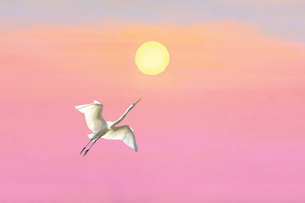 Laura D Young: Great White Egret And Setting Sun by Laura D Young