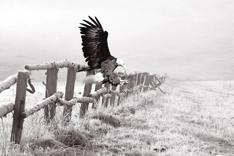 Bald Eagle Landing Black & White