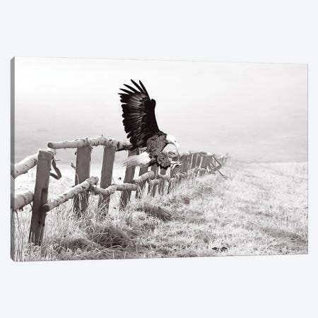 Bald Eagle Landing Black & White Canvas Print #LDY161} by Laura D Young Canvas Art