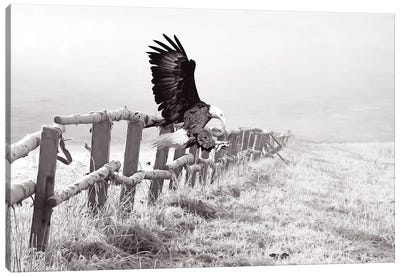 Bald Eagle Landing Black & White Canvas Art Print - Eagle Art
