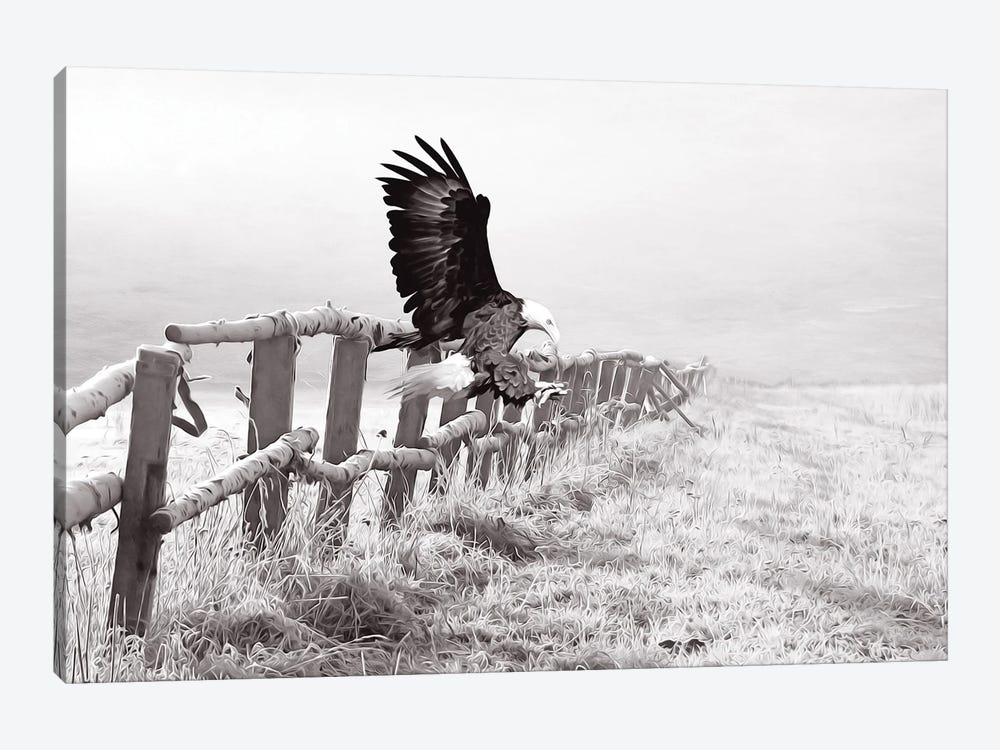 Bald Eagle Landing Black & White by Laura D Young 1-piece Canvas Wall Art