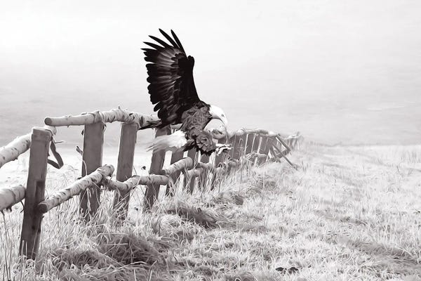 Mesmerizing Digital Artists: Bald Eagle Landing Black & White by Laura D Young