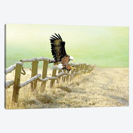 Bald Eagle Landing In Winter Field Canvas Print #LDY162} by Laura D Young Canvas Wall Art