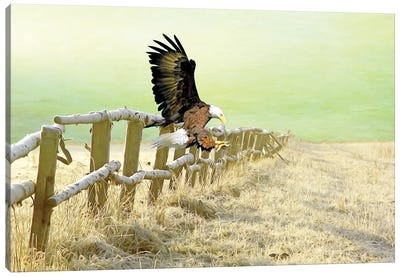 Bald Eagle Landing In Winter Field Canvas Art Print - Laura D Young