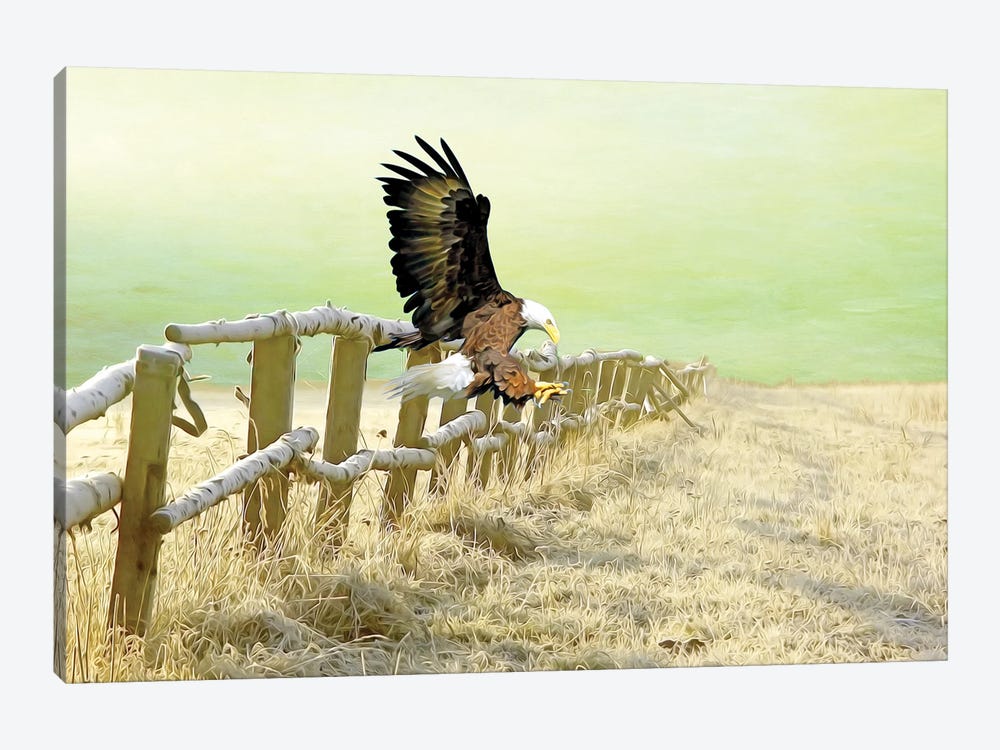 Bald Eagle Landing In Winter Field by Laura D Young 1-piece Art Print