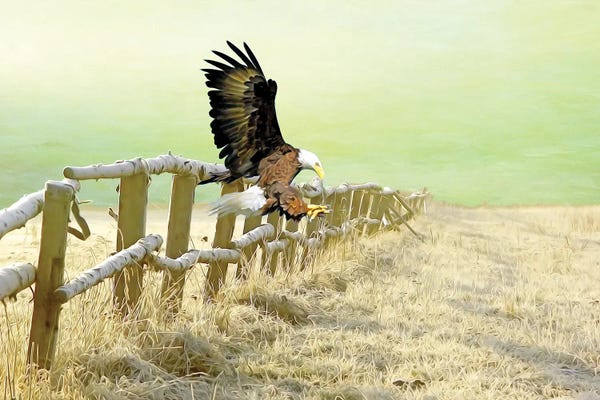 Laura D Young: Bald Eagle Landing In Winter Field by Laura D Young