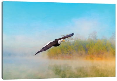 Bald Eagle In The Mist Canvas Art Print - Laura D Young