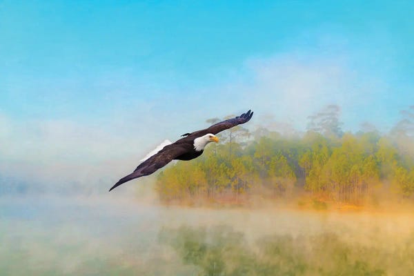 Laura D Young: Bald Eagle In The Mist by Laura D Young