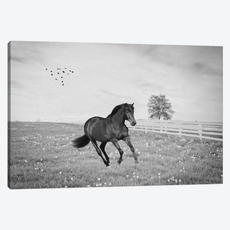 Black Stallion At A Gallop Black & White Canvas Print #LDY164} by Laura D Young Art Print