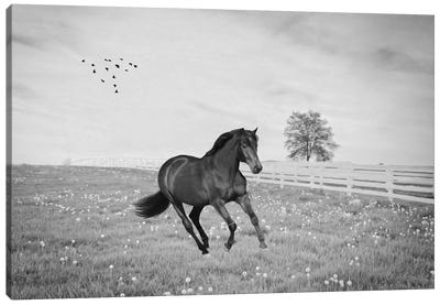 Black Stallion At A Gallop Black & White Canvas Art Print - Laura D Young