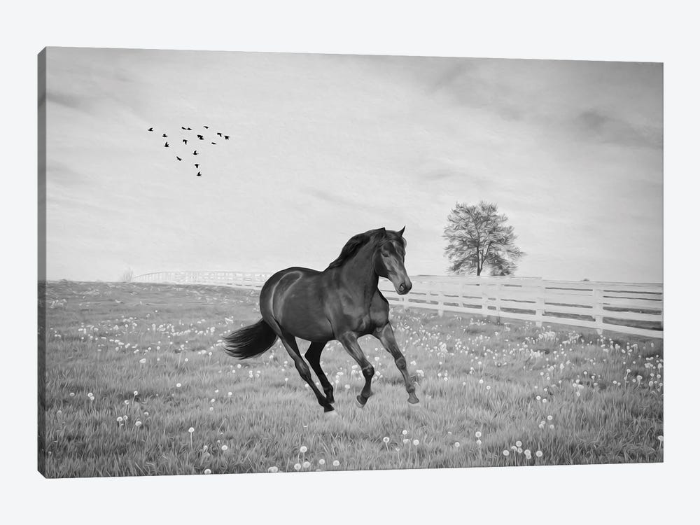 Black Stallion At A Gallop Black & White by Laura D Young 1-piece Canvas Art Print
