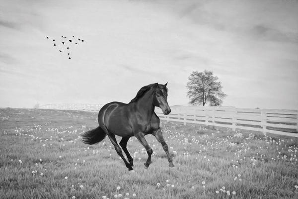 Laura D Young: Black Stallion At A Gallop Black & White by Laura D Young