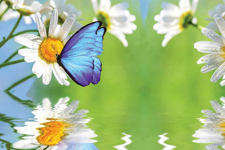 Blue Butterfly And White Daisies by Laura D Young wall art