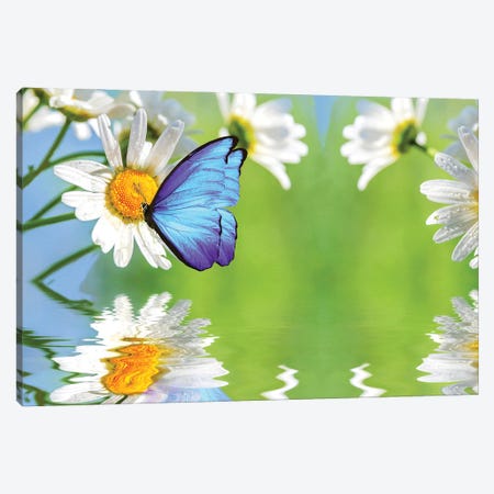 Blue Butterfly And White Daisies Canvas Print #LDY165} by Laura D Young Canvas Art Print