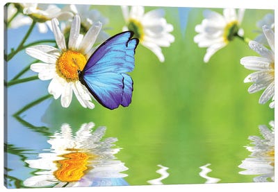 Blue Butterfly And White Daisies Canvas Art Print - Laura D Young