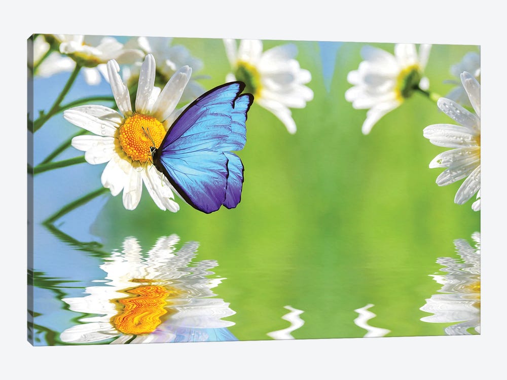 Blue Butterfly And White Daisies by Laura D Young 1-piece Canvas Artwork