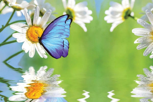 Butterflies and Flowers: Blue Butterfly And White Daisies by Laura D Young