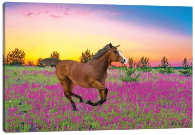 Chestnut Horse In Field Of Wildflowers Canvas Art Print - Laura D Young