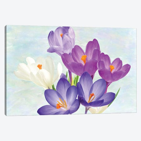 Crocus Flowers In Spring Canvas Print #LDY169} by Laura D Young Canvas Wall Art