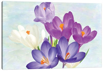 Crocus Flowers In Spring Canvas Art Print - Laura D Young