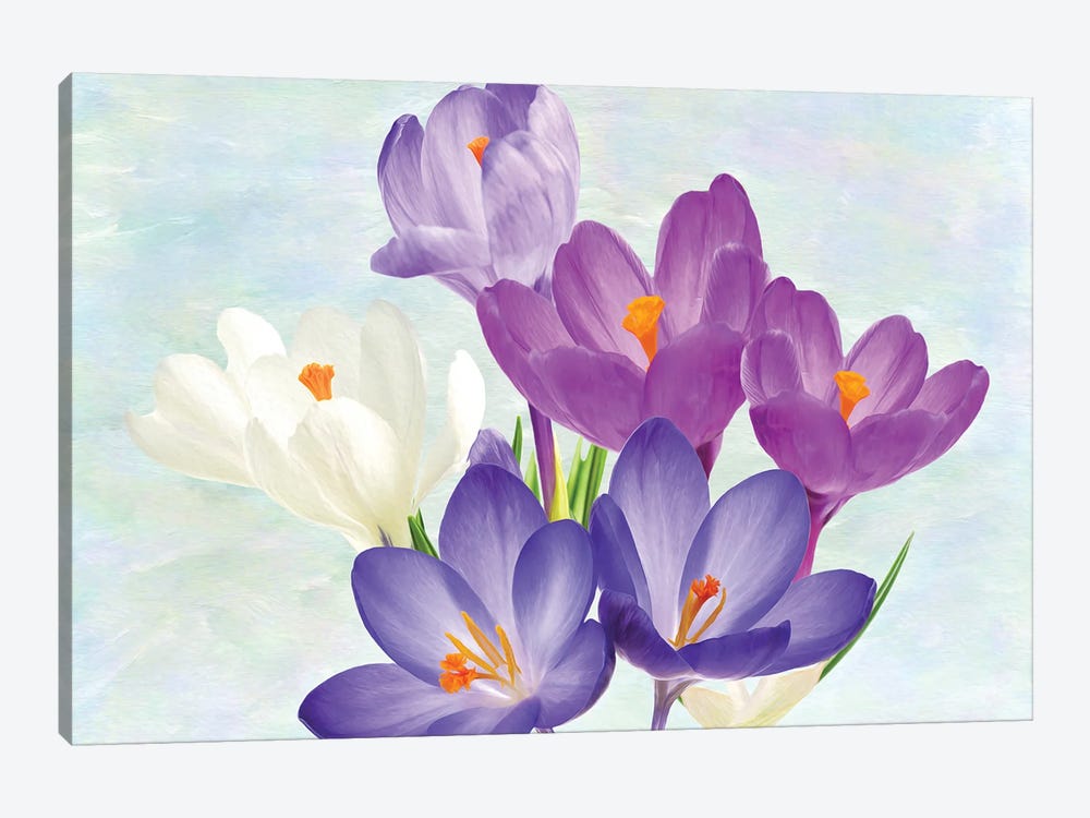 Crocus Flowers In Spring by Laura D Young 1-piece Canvas Wall Art