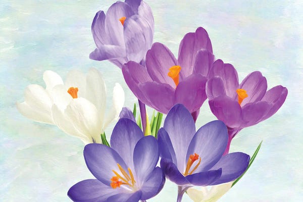 Laura D Young: Crocus Flowers In Spring by Laura D Young