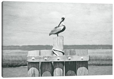 Brown Pelican At St Simons Island Bw Canvas Art Print - Georgia (Europe)