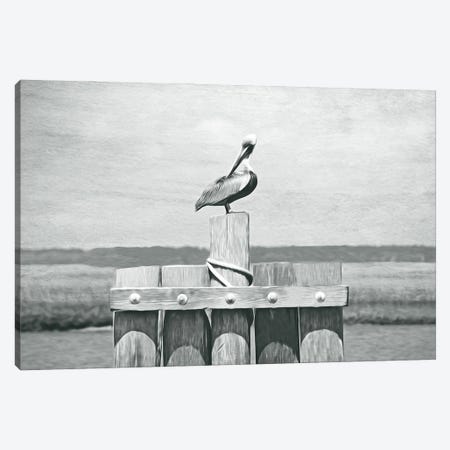 Brown Pelican At St Simons Island Bw Canvas Print #LDY16} by Laura D Young Canvas Art
