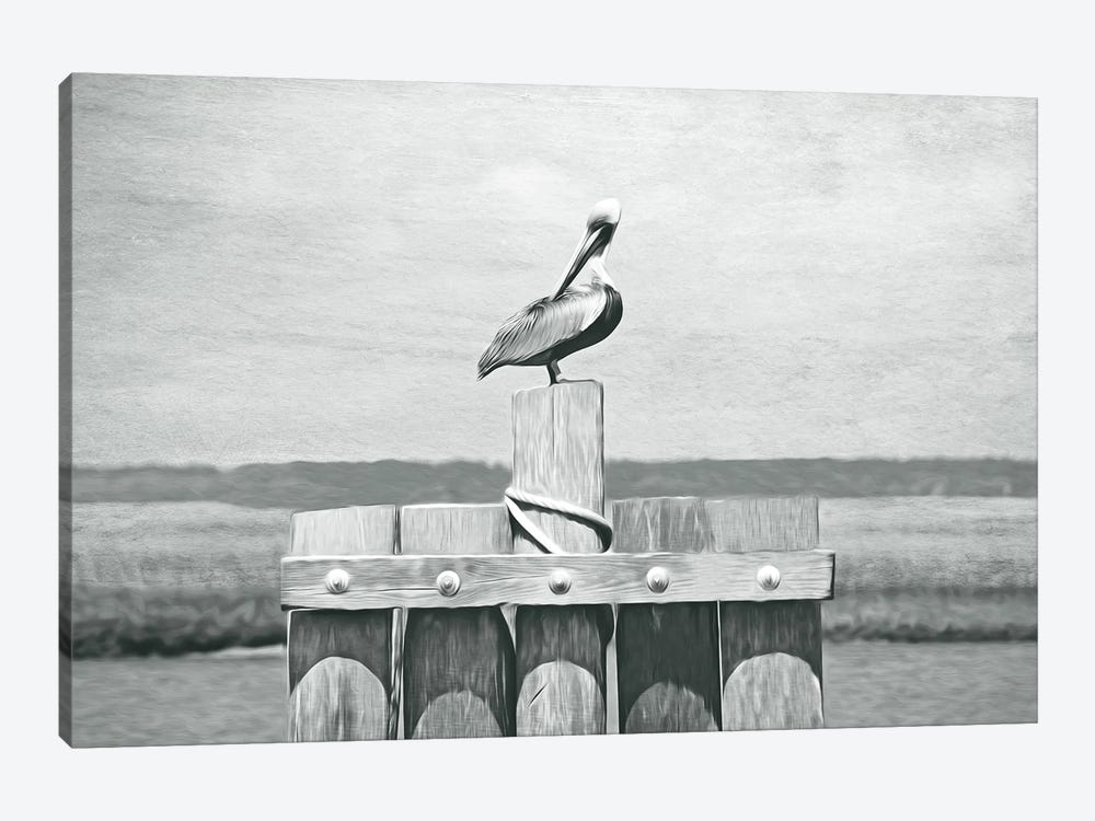 Brown Pelican At St Simons Island Bw by Laura D Young 1-piece Canvas Art