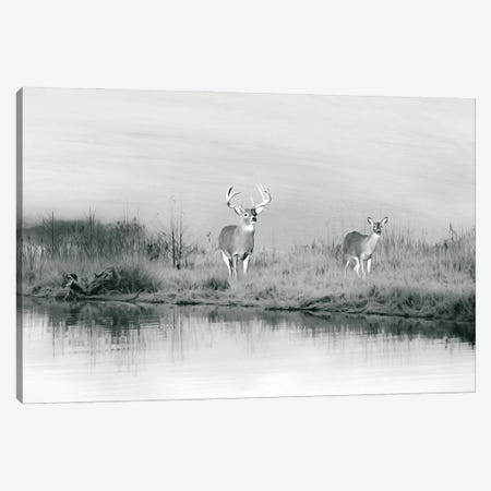 Deer At Winter Pond Black & White Canvas Print #LDY170} by Laura D Young Canvas Art Print