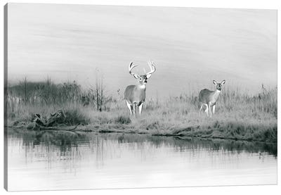 Deer At Winter Pond Black & White Canvas Art Print - Laura D Young
