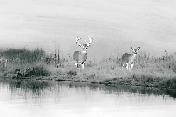 Laura D Young: Deer At Winter Pond Black & White by Laura D Young